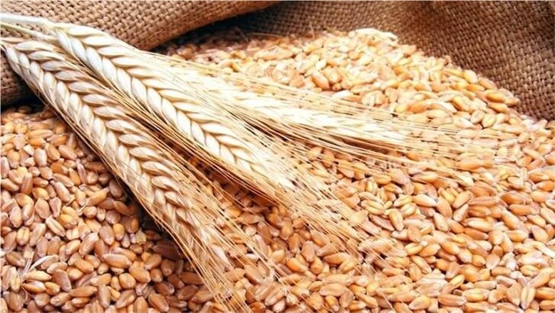 10 ملايين طن.. ارتفاع إنتاج القمح في مصر بنسبة 5.5% خلال 2024 - 2025