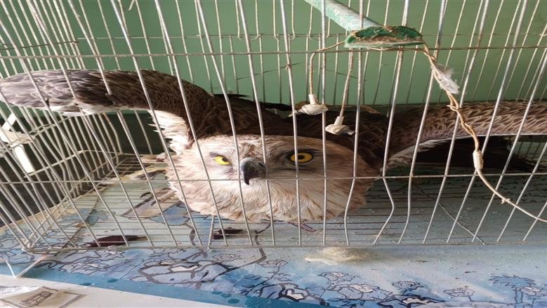 وزارة التنمية المحلية تُعلن العثور على طائر "عقاب الثعابين" بالوادي الجديد