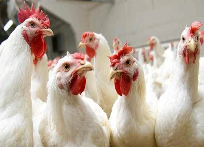 ارتفاع مفاجئ في أسعار الدواجن.. الفراخ البيضاء بـ82 جنيهًا بمزارع المنيا