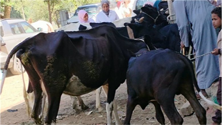 قافلة علاجية مجانية بالدقهلية تقدم خدماتها لأكثر من 13 ألف حيوان وطائر