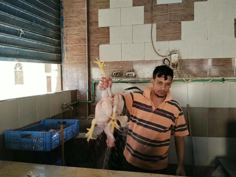 أسعار الفراخ البيضاء والبيض اليوم الأربعاء فى أسواق مطروح