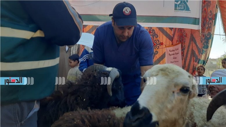 تكثيف القوافل البيطرية للحفاظ على الثروة الحيوانية والداجنة بجنوب سيناء