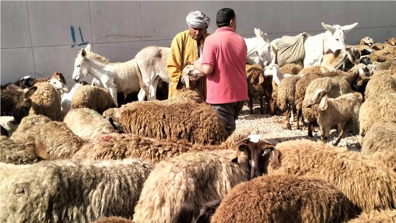 الزراعة: 359 ترخيصًا لمشروعات الثروة الحيوانية و262 قافلة بيطرية مجانية